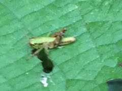 Parapodisma tenryuensis