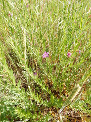 Lythrum alatum lanceolatum