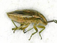 Aeliomorpha lineatocollis