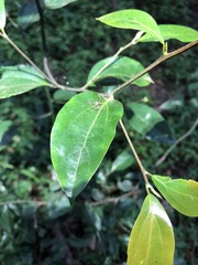 Cryptocarya triplinervis triplinervis