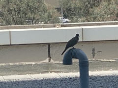 Streptopelia senegalensis