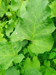 Arctium tomentosum