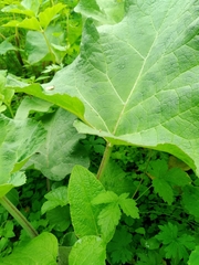 Arctium tomentosum
