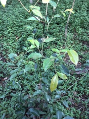 Cryptocarya triplinervis triplinervis