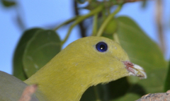 Treron australis