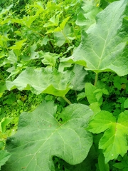 Arctium tomentosum