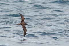 Calonectris leucomelas