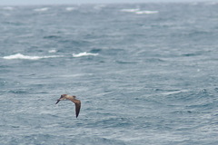 Calonectris leucomelas