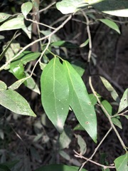 Cryptocarya triplinervis triplinervis