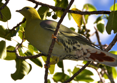 Treron australis
