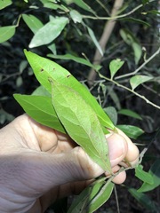 Cryptocarya triplinervis triplinervis