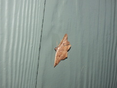 Polyacme subpulchra