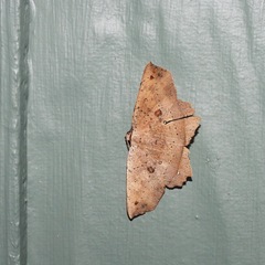 Polyacme subpulchra