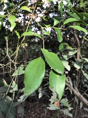 Cryptocarya triplinervis triplinervis