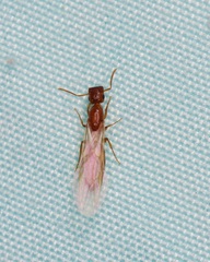 Colobopsis etiolata