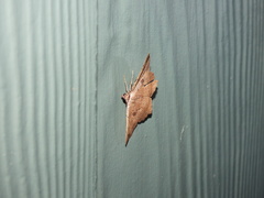 Polyacme subpulchra