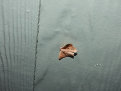 Polyacme subpulchra
