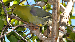 Treron australis