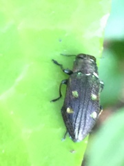 Chrysobothris succedanea