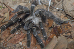 Pterinochilus murinus