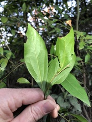 Cryptocarya triplinervis triplinervis