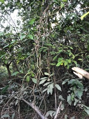 Cryptocarya triplinervis triplinervis