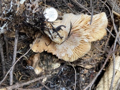 Clitocybe albirhiza
