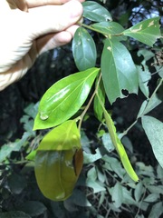 Cryptocarya triplinervis triplinervis