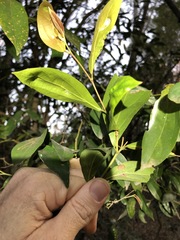 Cryptocarya triplinervis triplinervis