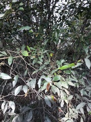 Cryptocarya triplinervis triplinervis