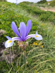 Iris xiphium
