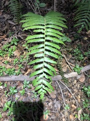 Cyclosorus interruptus