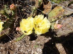 Opuntia phaeacantha