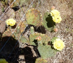 Opuntia phaeacantha