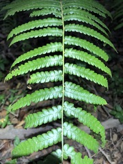 Cyclosorus interruptus