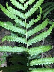 Cyclosorus interruptus