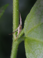 Ebrechtella pseudovatia