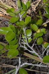 Flacourtia indica