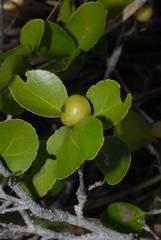 Flacourtia indica