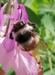 Bombus sichelii