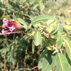 Cestrum roseum