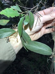 Cryptocarya triplinervis triplinervis