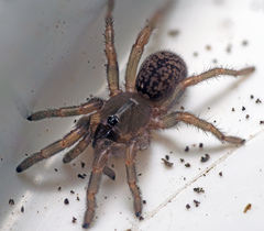 Seqocrypta jakara