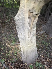 Cryptocarya triplinervis triplinervis