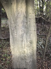 Cryptocarya triplinervis triplinervis