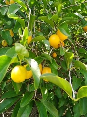 Ximenia