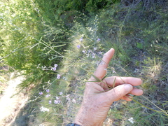 Pediomelum linearifolium