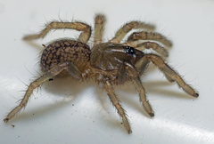 Seqocrypta jakara