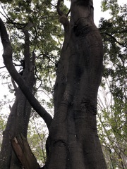 Cryptocarya triplinervis triplinervis