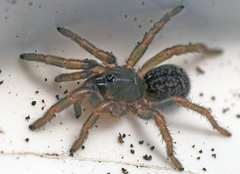 Seqocrypta jakara